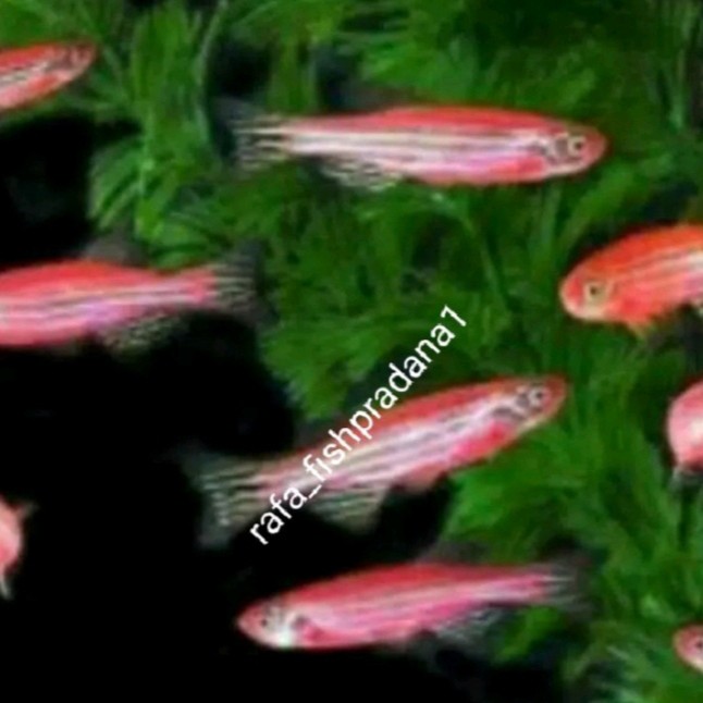 Ikan hias zebra pink