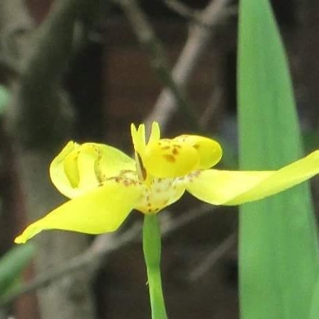 Iris Kuning 