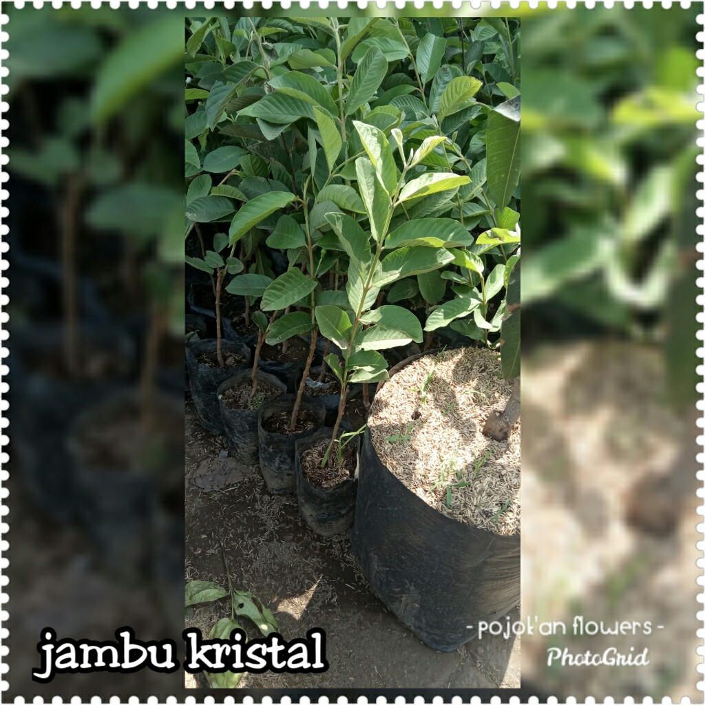 JAMBU KRISTAL