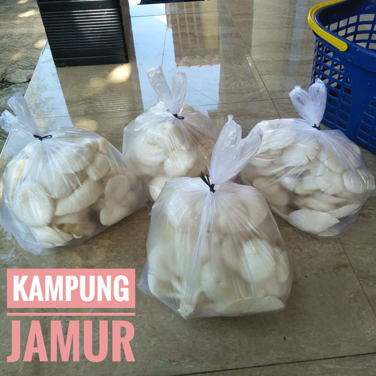 JAMUR TIRAM PUTIH 500 gr