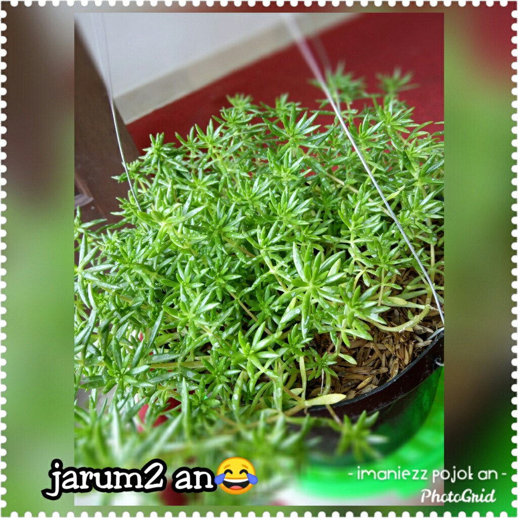 JARUM-JARUMAN