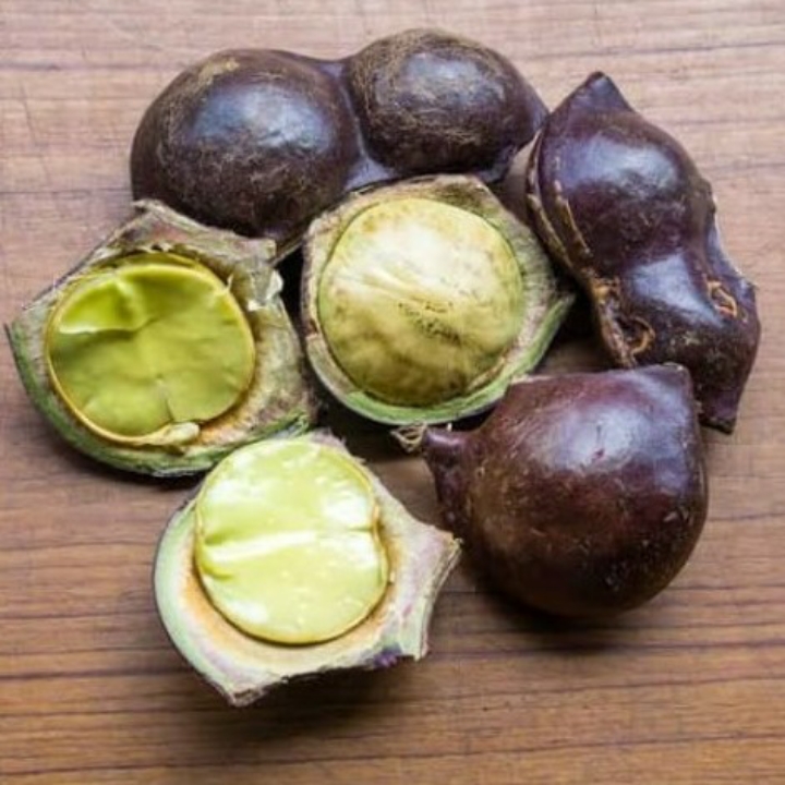 JENGKOL