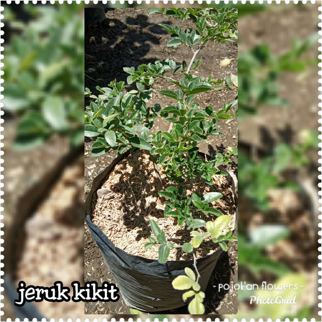 JERUK KINGKIT