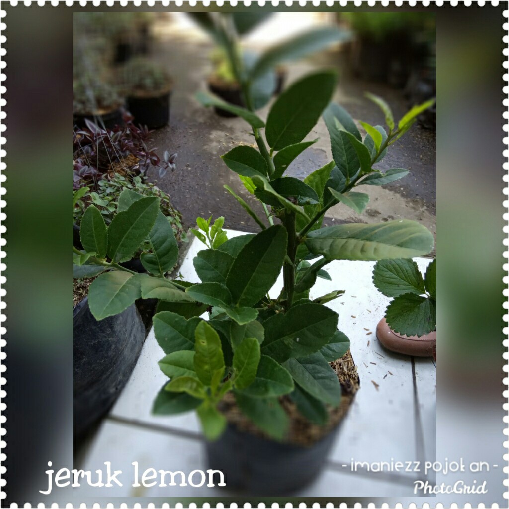 JERUK LEMON