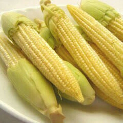 Jagung 