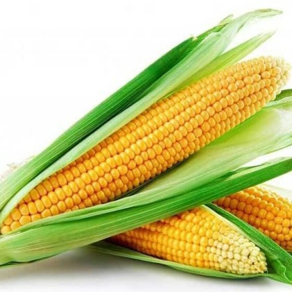 Jagung