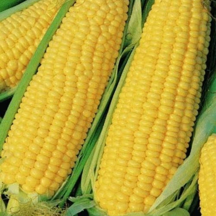 Jagung