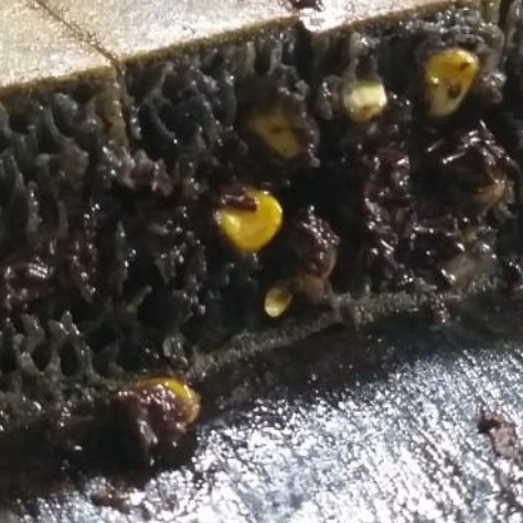 Jagung Coklat Susu