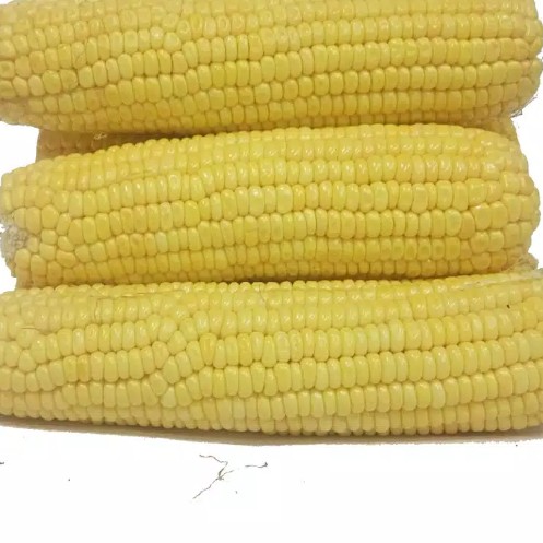 Jagung Manis