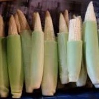 Jagung Muda 1kg