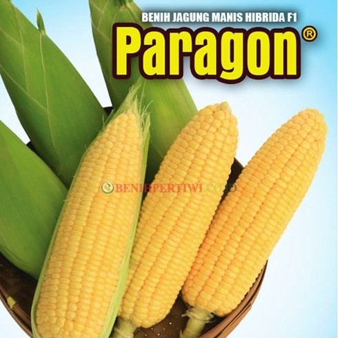 Jagung Paragon 250 Gr