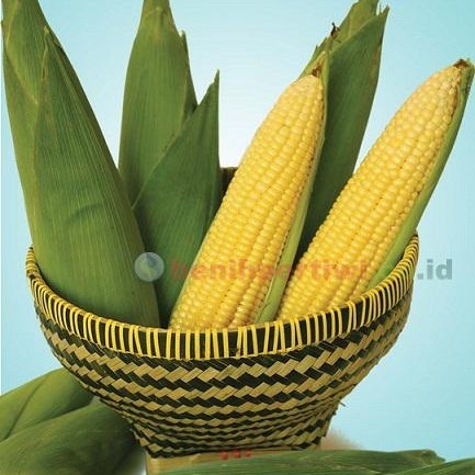 Jagung Talenta 250 Gr