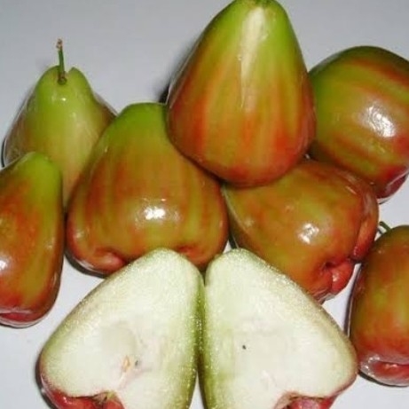 Jambu Air Cingcalo