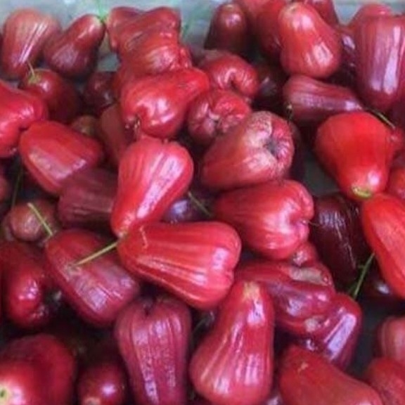 Jambu Air Merah Madu