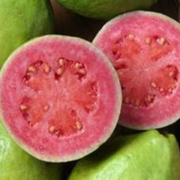 Jambu Biji Merah