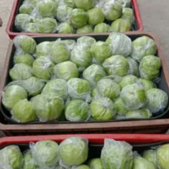 Jambu Kristal
