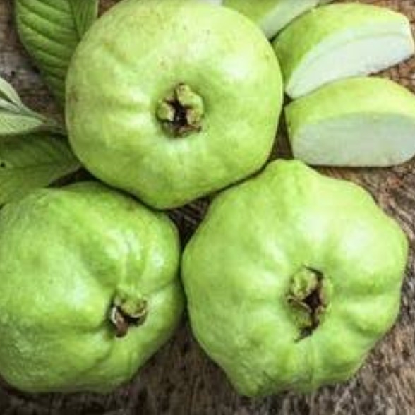 Jambu Kristal