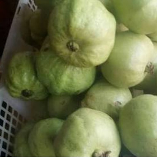 Jambu Kristal 2