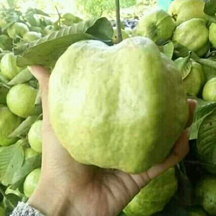 Jambu Kristal Putih
