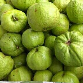 Jambu Kristal Putih 2