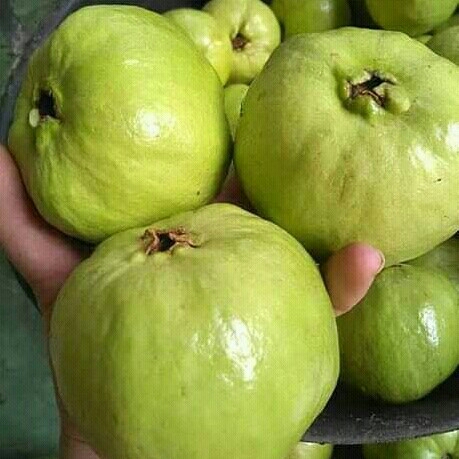 Jambu Kristal Putih 3