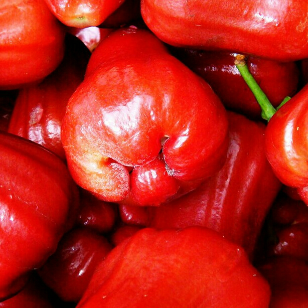 Jambu Madu Merah