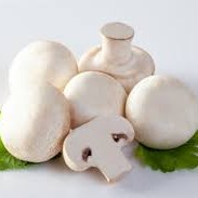 Jamur Kancing
