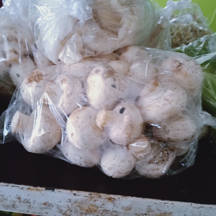 Jamur Kancing