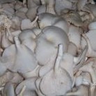 Jamur Tiram 1 Kg