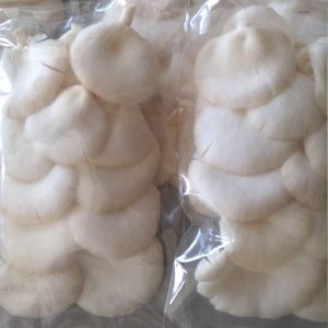 Jamur Tiram 1kg