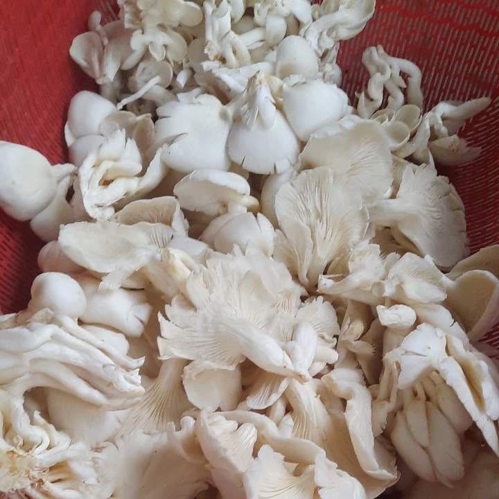 Jamur Tiram Putih