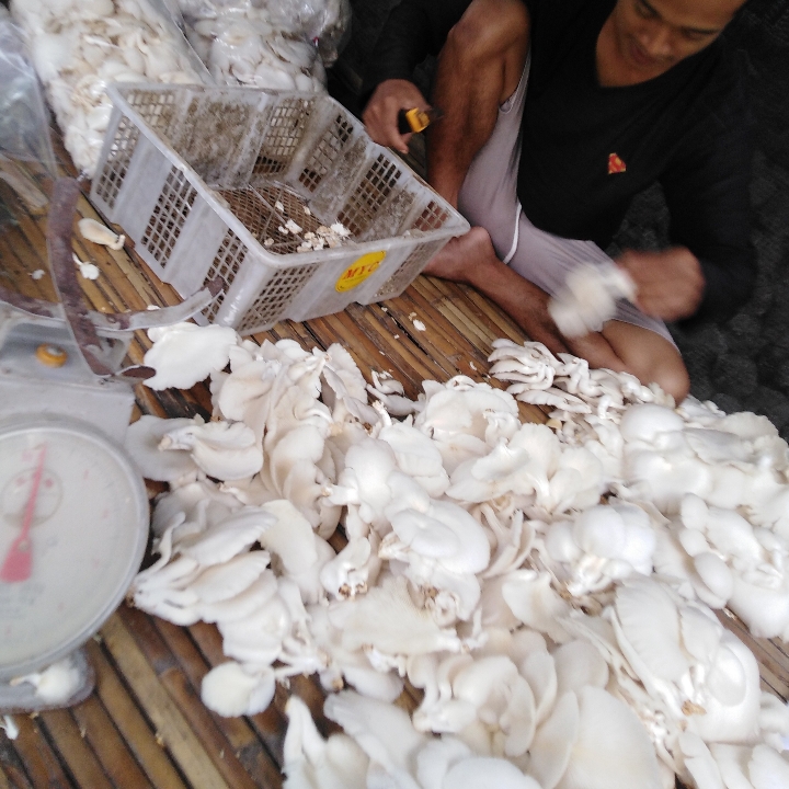 Jamur Tiram Segar
