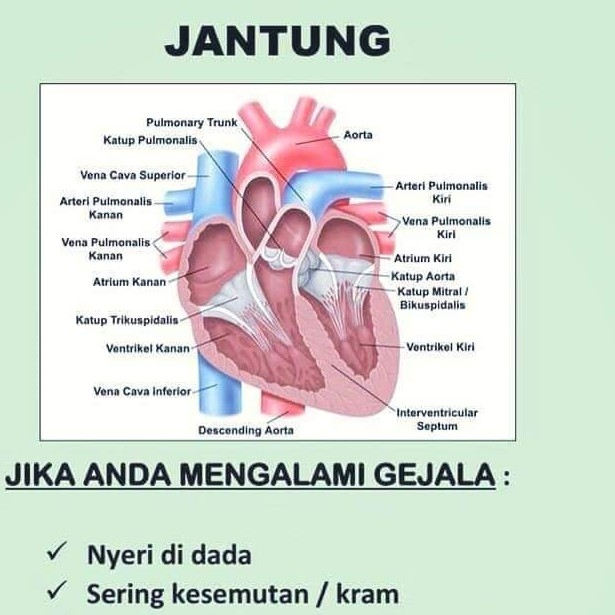 Jantung