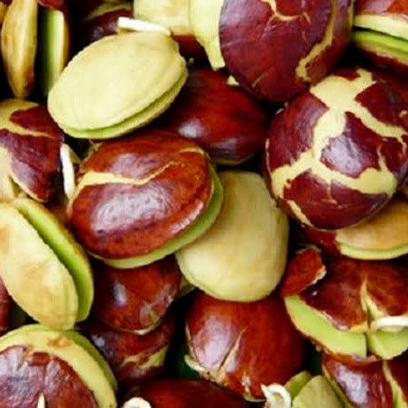 Jengkol