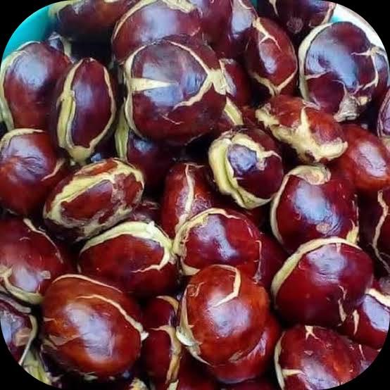 Jengkol
