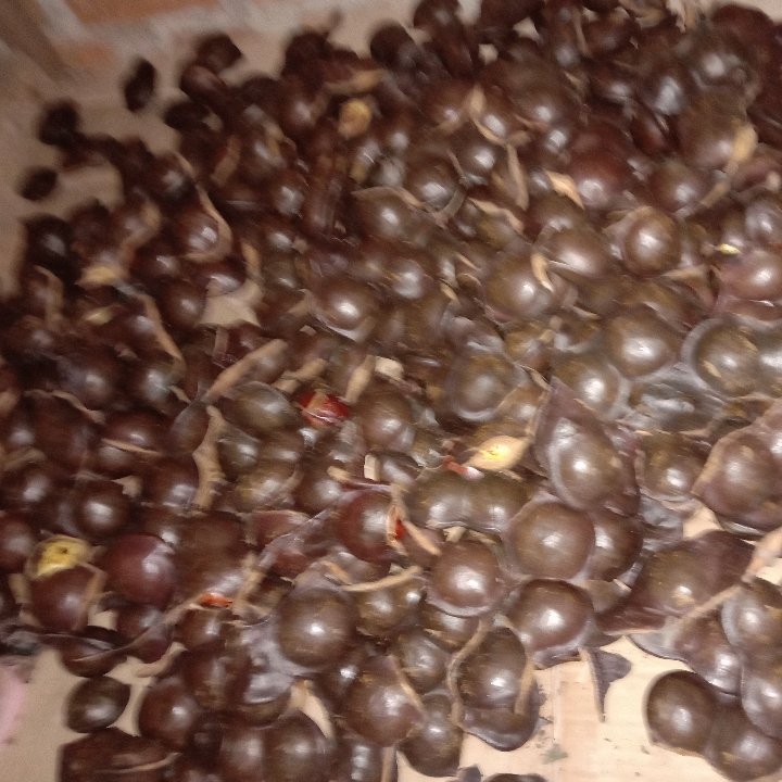 Jengkol Kulit Per Kg 