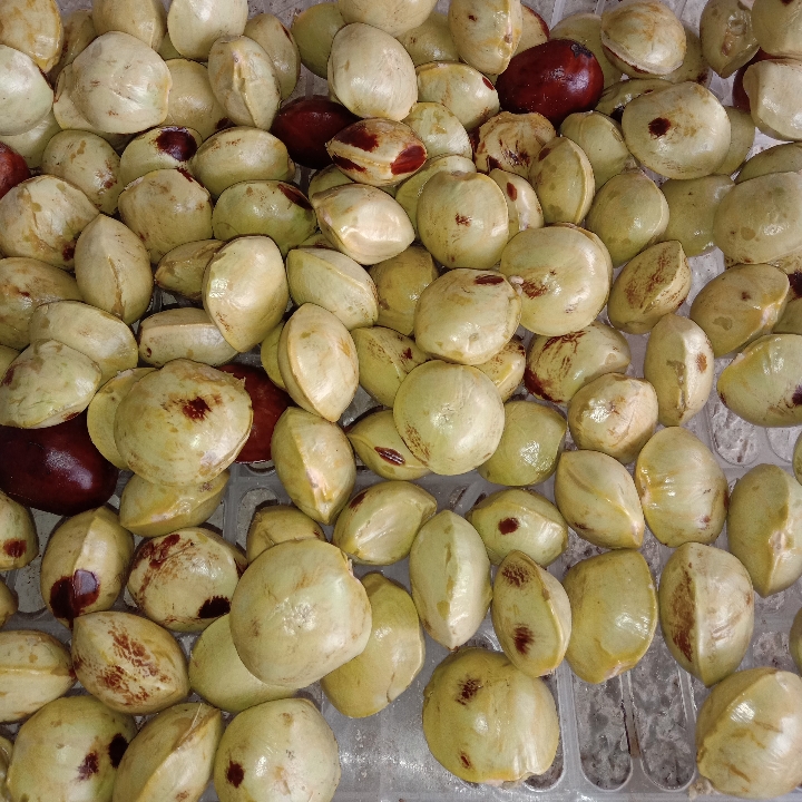 Jengkol Tua Per Kg