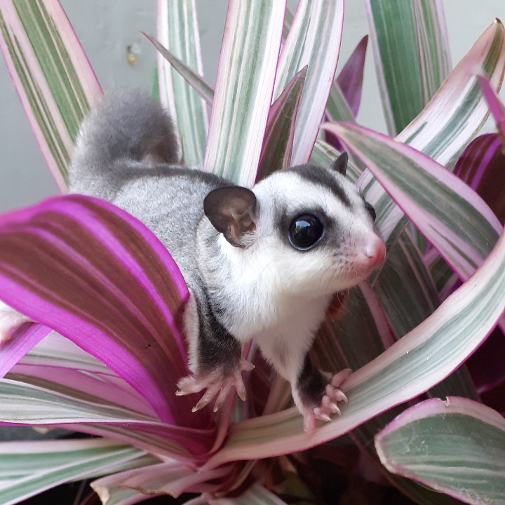 Sugar GLIDER Jenis White Face