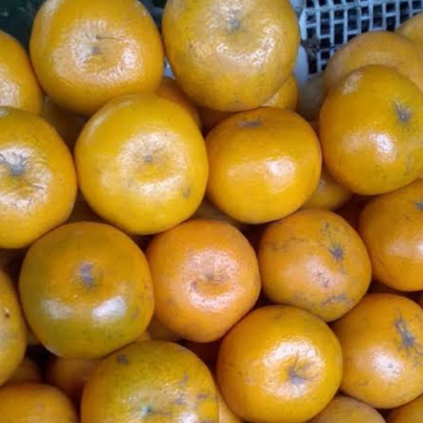 Jeruk Gunung omeh 1 kg Ukuran Sedang 2
