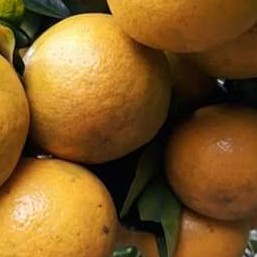 Jeruk Gerga Lulo