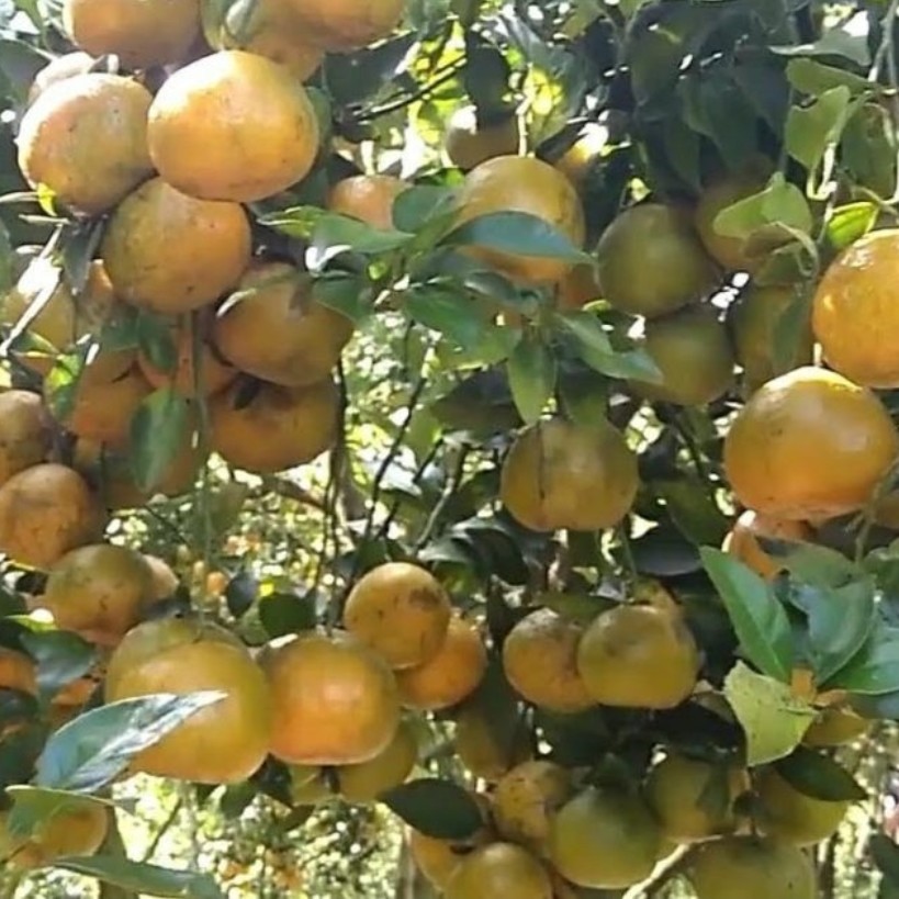 Jeruk Gunung omeh 1 kg Ukuran Sedang 3