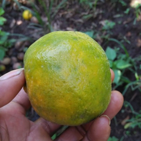 Jeruk Keprok Batu 55