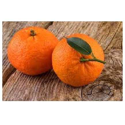 Jeruk Mandarin