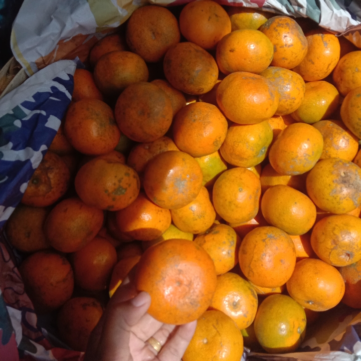 Jeruk Medan C PerKg