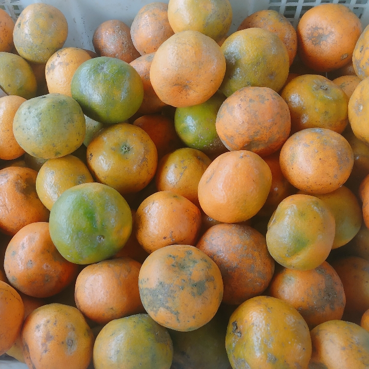 Jeruk Medan Per Kg