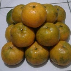 Jesigo Ukuran Besar