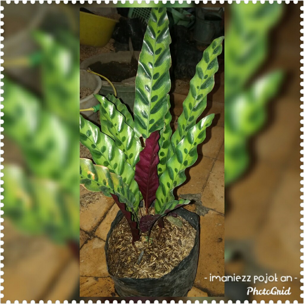 KALATEA JAGO