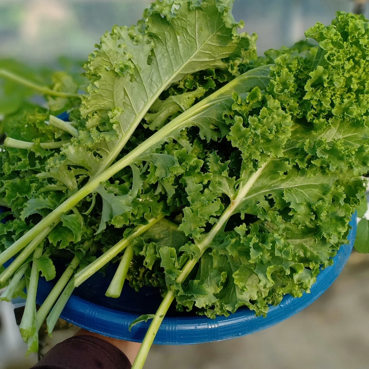 KALE