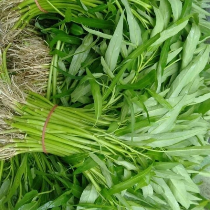 KANGKUNG 