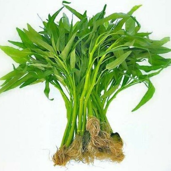 KANGKUNG  2